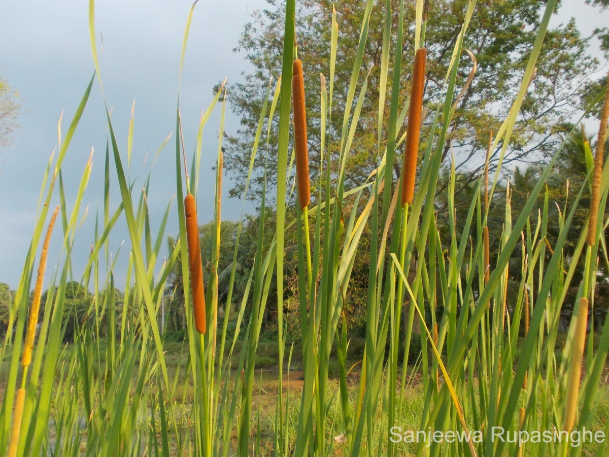 Typha angustifolia L.